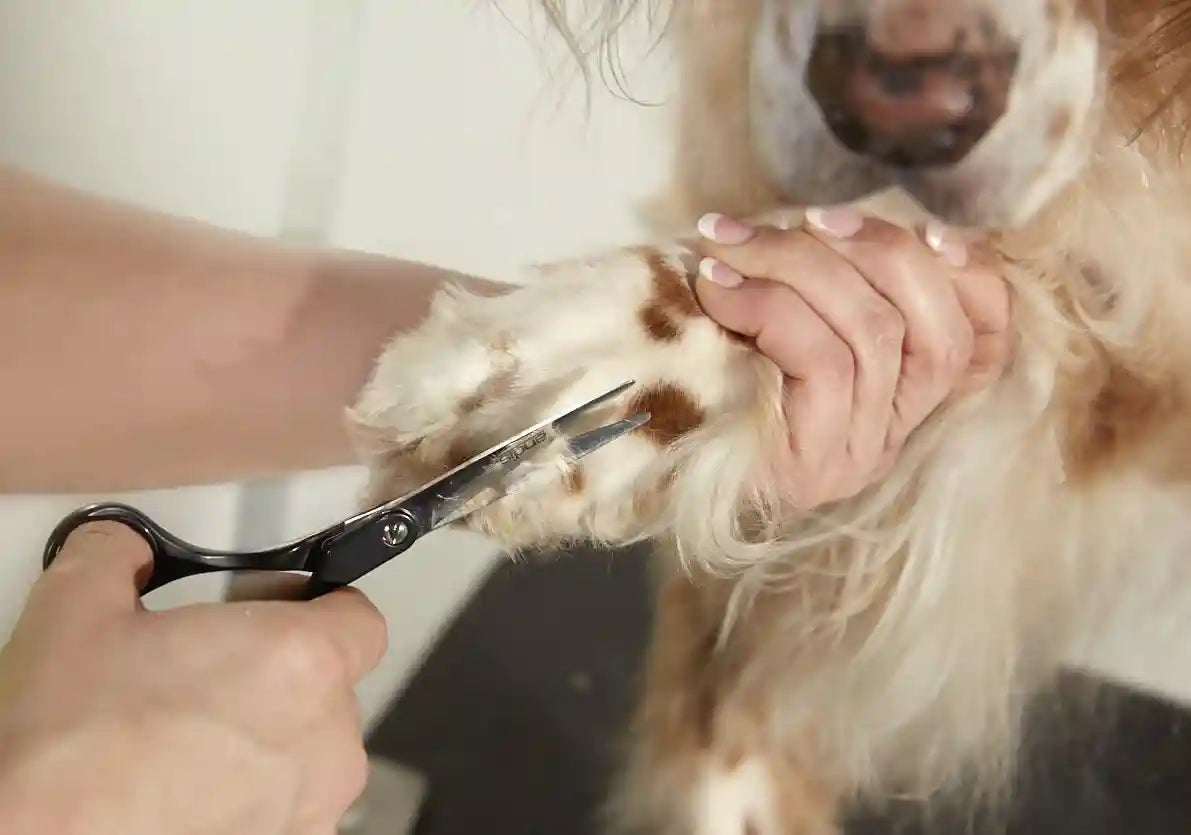 Andis Straight Shears, Right-Handed, Professional Dog and Cat Grooming - Safqqa Egypt