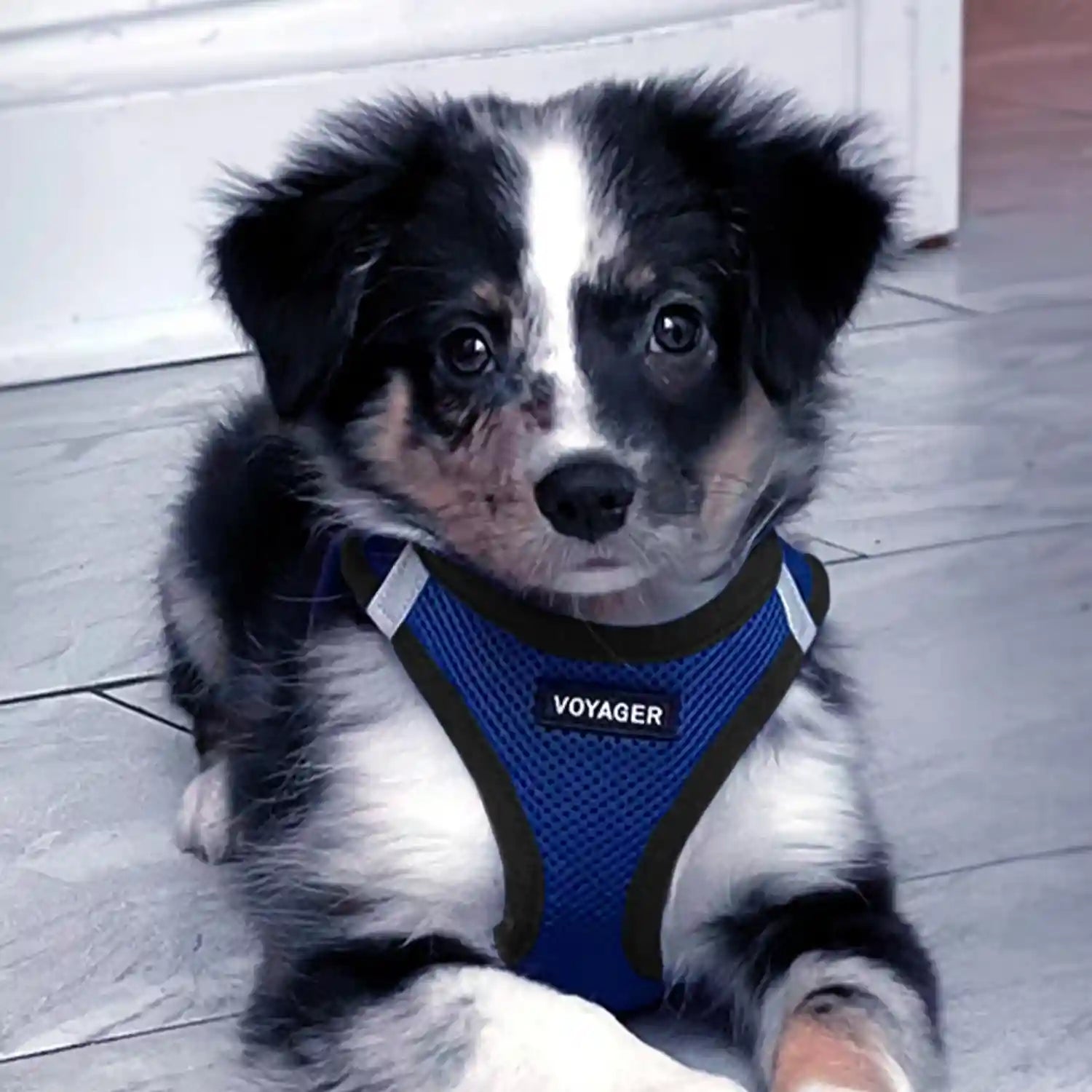 حزام الحيوانات الأليفة Best Pet Supplies Voyager Step-in Air باللون الأزرق الملكي/الأسود مصمم للكلاب والقطط الصغيرة والمتوسطة. مصنوع من شبكة قابلة للتنفس تناسب جميع الأحوال الجوية – Safqqa Egypt