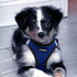 حزام الحيوانات الأليفة Best Pet Supplies Voyager Step-in Air باللون الأزرق الملكي/الأسود مصمم للكلاب والقطط الصغيرة والمتوسطة. مصنوع من شبكة قابلة للتنفس تناسب جميع الأحوال الجوية