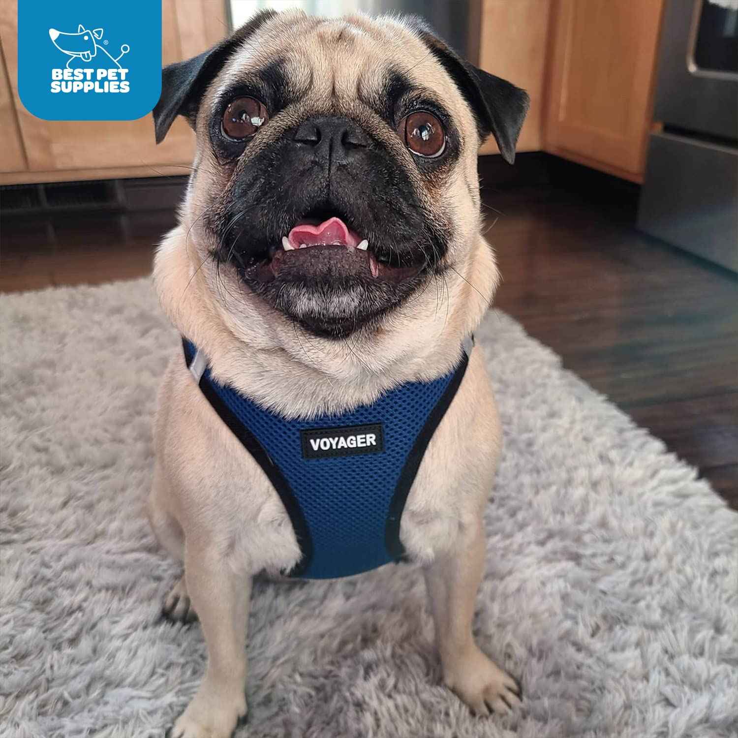 حزام الحيوانات الأليفة Best Pet Supplies Voyager Step-in Air باللون الأزرق الملكي/الأسود مصمم للكلاب والقطط الصغيرة والمتوسطة. مصنوع من شبكة قابلة للتنفس تناسب جميع الأحوال الجوية