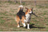 Bama Playstick For Dogs Tuttomio, Made In Italy