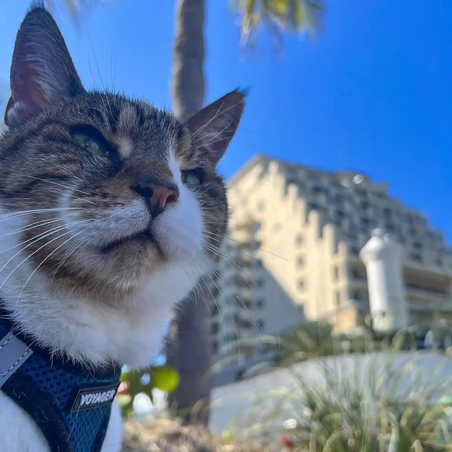 حزام الحيوانات الأليفة Best Pet Supplies Voyager Step-in Air باللون الأزرق الملكي/الأسود مصمم للكلاب والقطط الصغيرة والمتوسطة. مصنوع من شبكة قابلة للتنفس تناسب جميع الأحوال الجوية