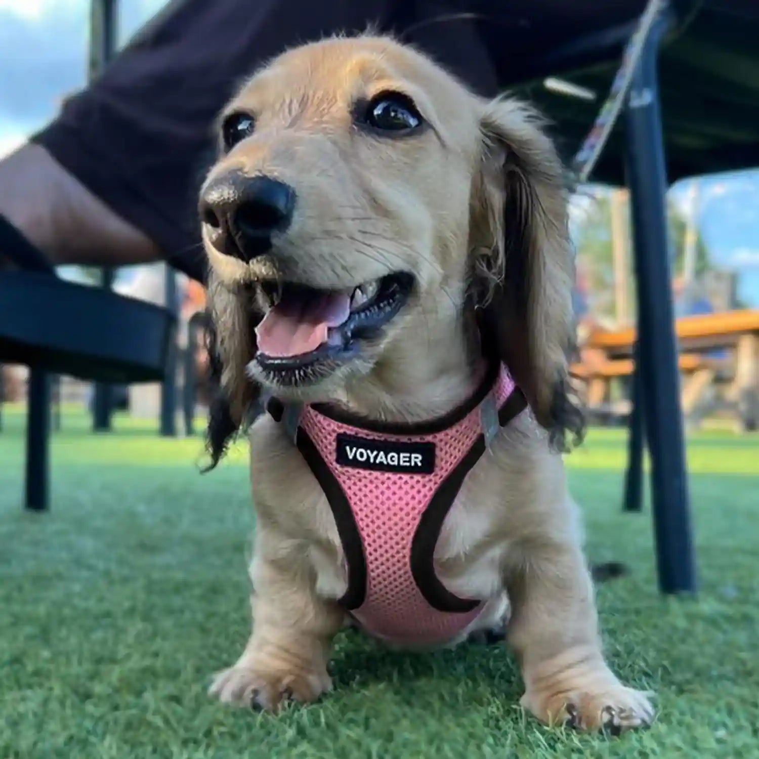 Jacket for small and medium dogs from the best pet supplies - Safqqa Egypt
