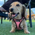 Jacket for small and medium dogs from the best pet supplies - Safqqa Egypt