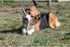 Bama Playstick For Dogs Tuttomio, Made In Italy