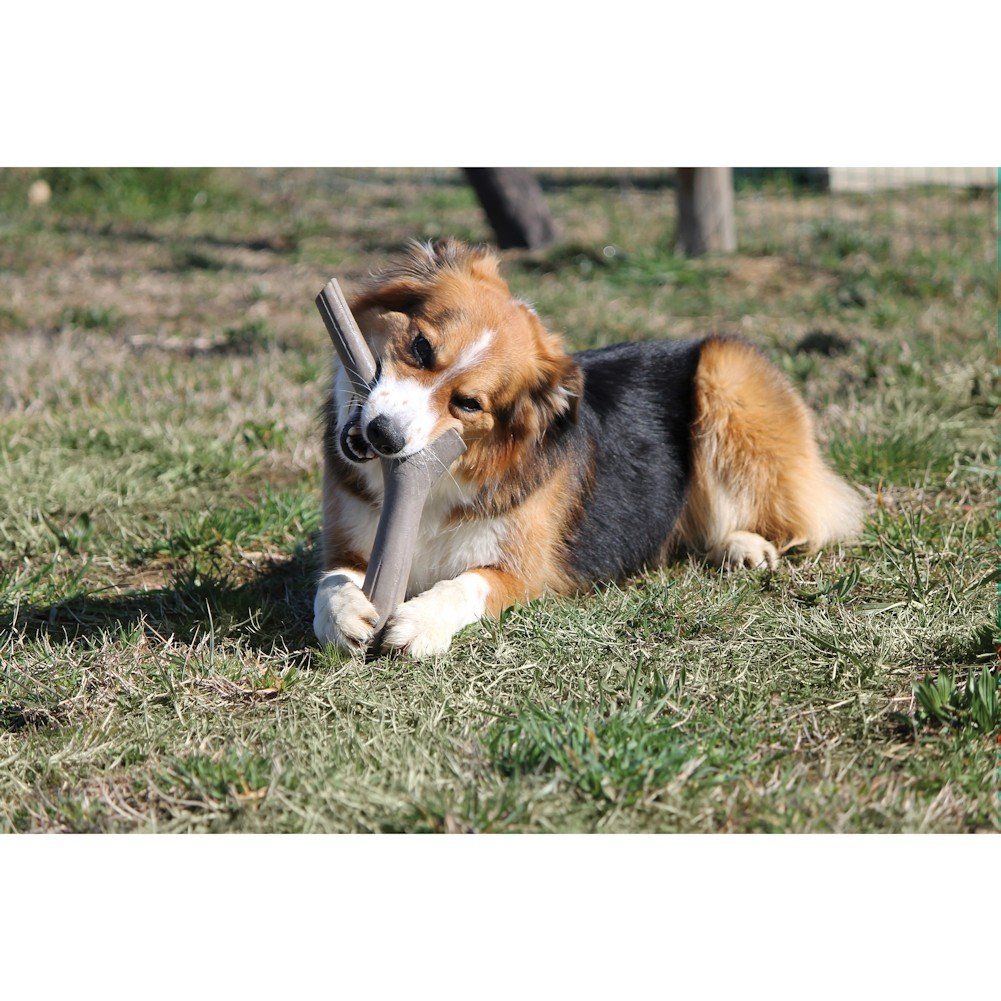 Bama Playstick For Dogs Tuttomio, Made In Italy