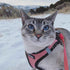 Jacket for small and medium dogs from the best pet supplies - Safqqa Egypt