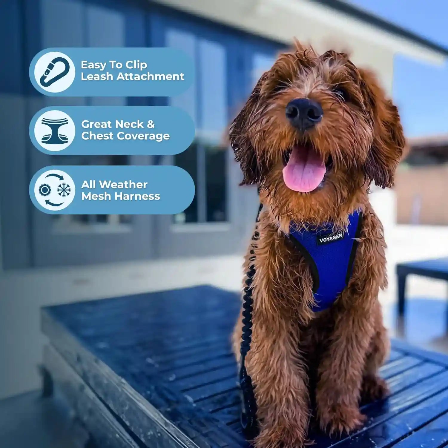 حزام الحيوانات الأليفة Best Pet Supplies Voyager Step-in Air باللون الأزرق الملكي/الأسود مصمم للكلاب والقطط الصغيرة والمتوسطة. مصنوع من شبكة قابلة للتنفس تناسب جميع الأحوال الجوية