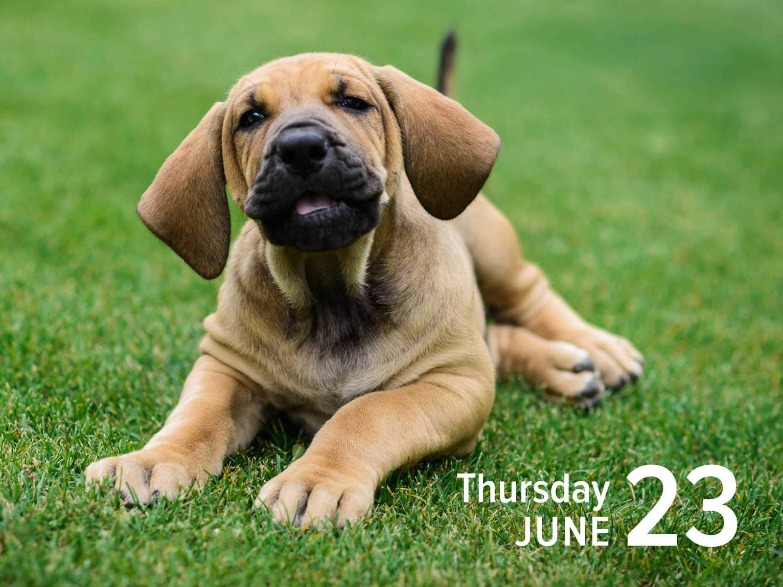 2022 Mini Daily Calendar – Adorable Puppies