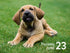 2022 Mini Daily Calendar – Adorable Puppies