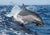 Tomax Dolphin play 300pcs puzzle - Safqqa