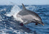 Tomax Dolphin play 300pcs puzzle - Safqqa