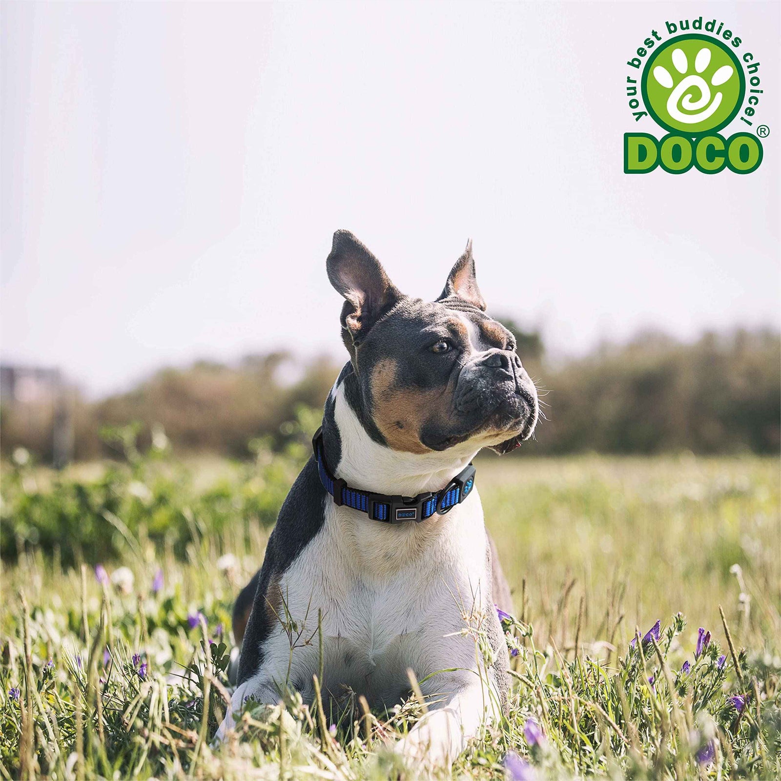 DOCO® Martini Bean Collar (DCS008) Sizes - XS, Color - Lemon - Safqqa Egypt