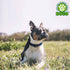 DOCO® Martini Bean Collar (DCS008) Sizes - XS, Color - Lemon - Safqqa Egypt