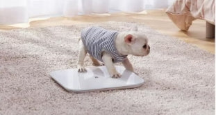 Xiaomi Mi Smart Scale -White  Lightweight, compact, and easy to use