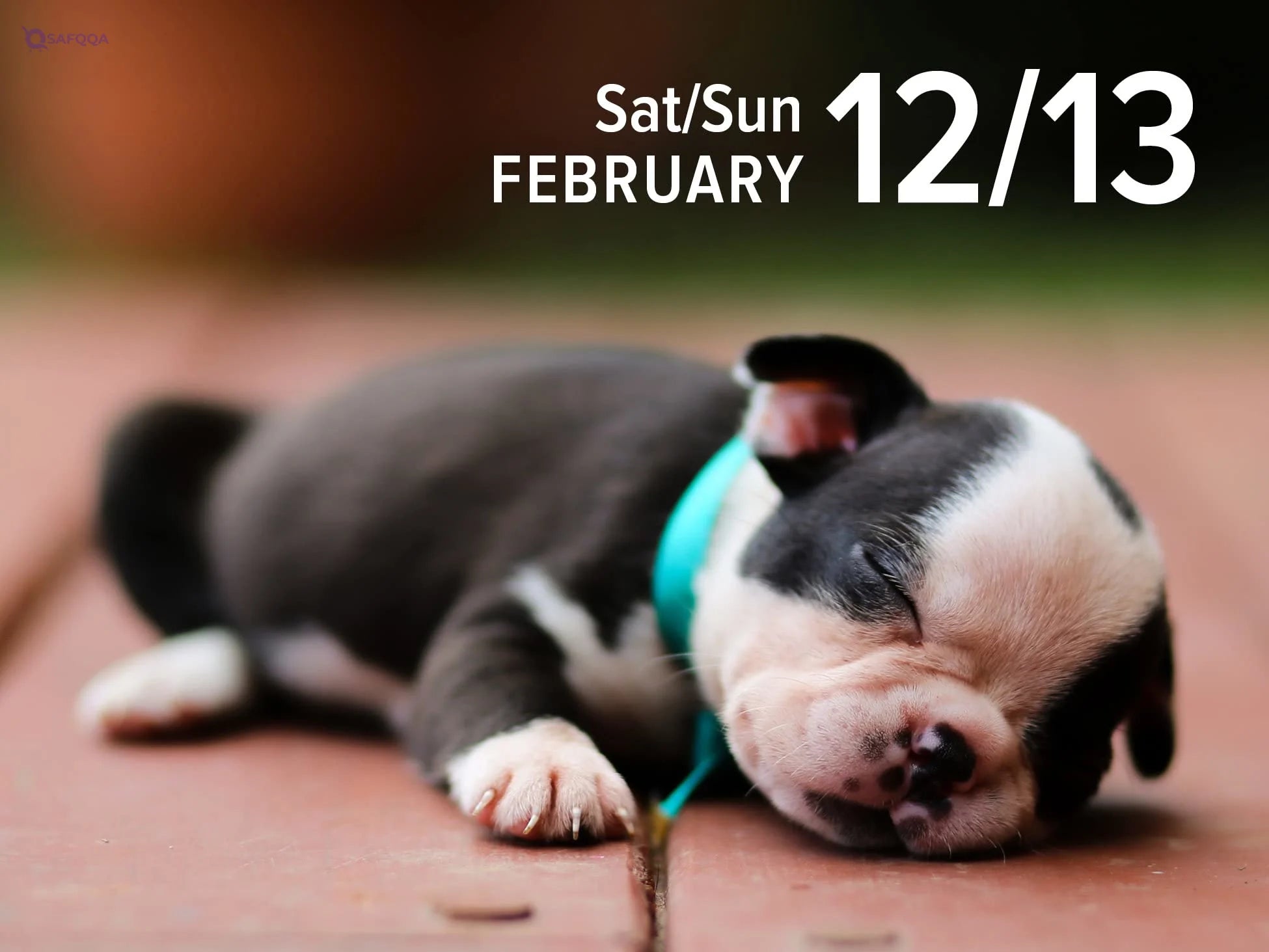 2022 Mini Daily Calendar – Adorable Puppies - Safqqa