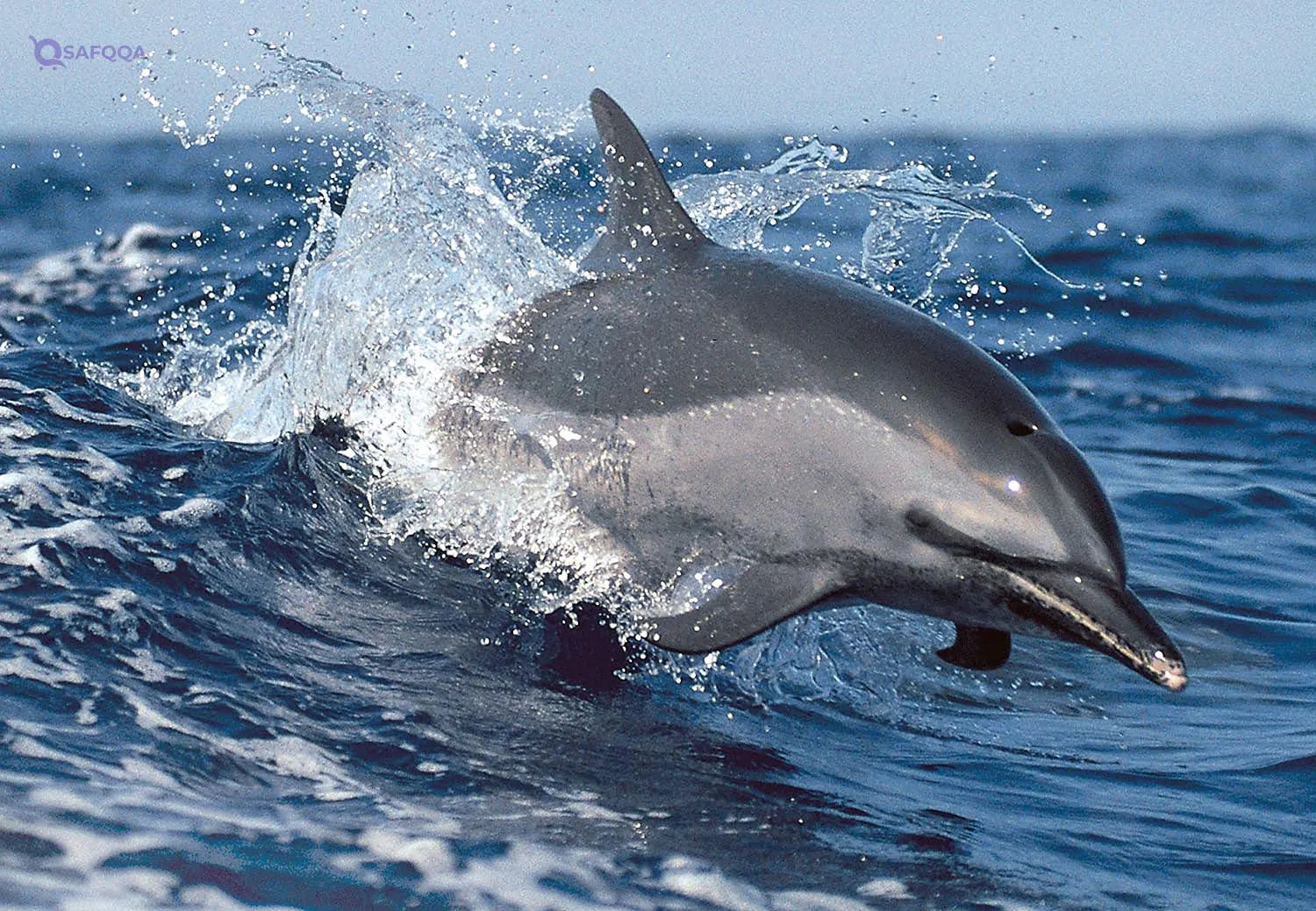 Tomax Dolphin play 300pcs puzzle - Safqqa