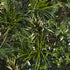 Nearly Natural Greens & Fern Artificial Living Wall, 3', model: 6406 - Safqqa