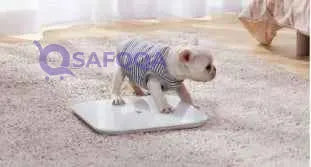 Xiaomi Mi Smart Scale -White  Lightweight, compact, and easy to use - Safqqa